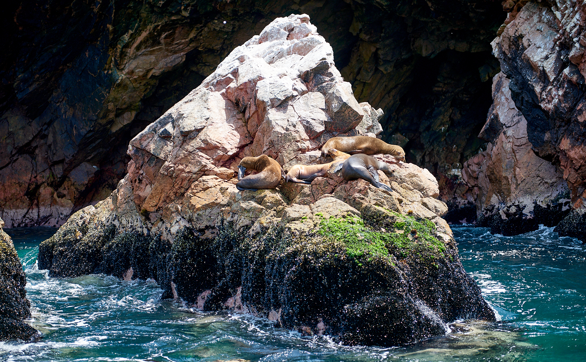 20200304 127 [페루] 바예스타섬